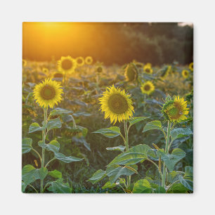 Aimant Coucher Du Soleil Sur Le Terrain De Tournesol