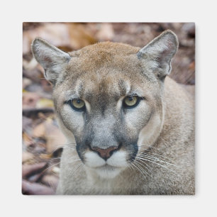 Aimant Cougar, lion de montagne, panthère de Floride, Pum