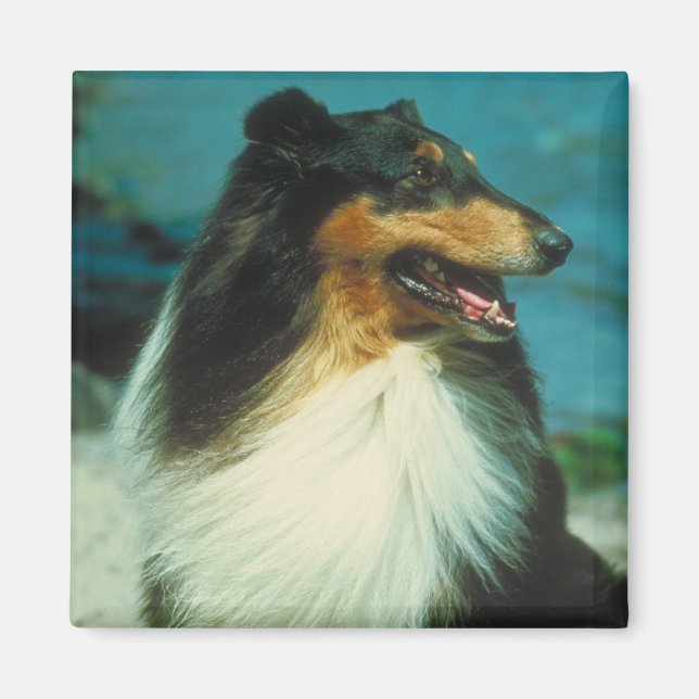 Aimant Couleur Tri-Collie Tige (Devant)