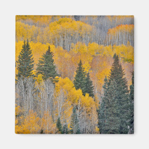 Aimant Couleurs d'automne sur les bosquets de trembles