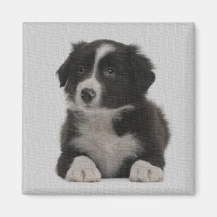 Aimant Coup de colle Coup de chien Chien Chien Chien Coup