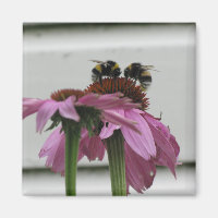 couple de bourdons sur coneflower