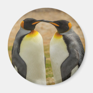 Aimant Couple de manchots royaux, Falklands