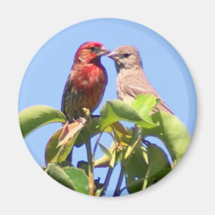 Aimant Couples de pinson de Chambre