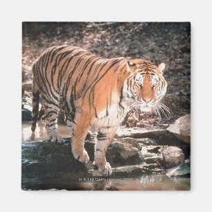 Aimant Courant de croisement de tigre