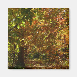Aimant Couvert de feuilles d'automne II Photographie d'au
