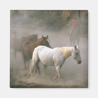 Aimant Cowboy Herding