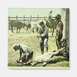 Aimant Cowboys américains faisant la marque d'un veau, ve