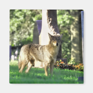 Aimant Coyote au cimetière