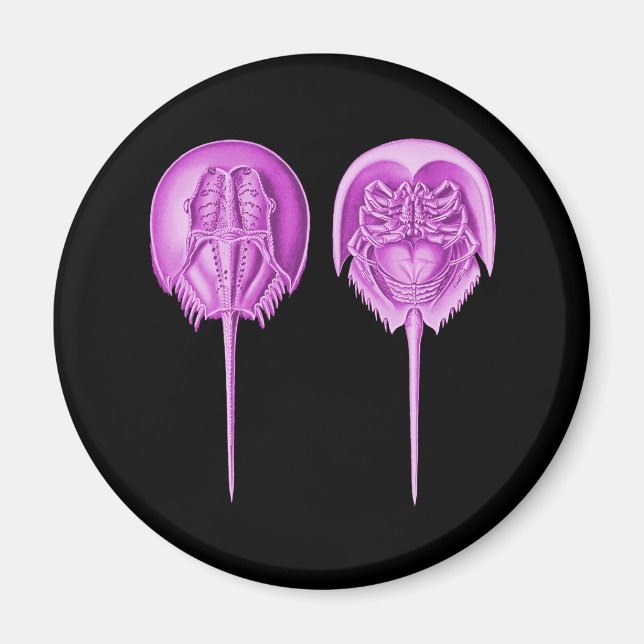 Aimant Crabe du fer à cheval (Devant)