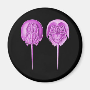 Aimant Crabe en fer à cheval