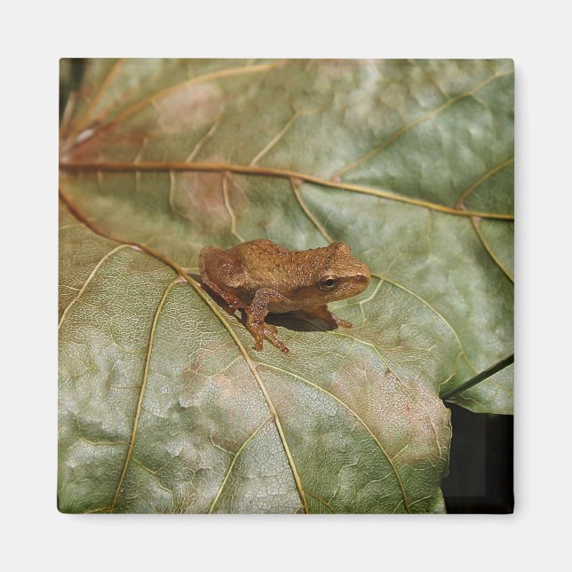 Aimant Crapaud minuscule (Devant)