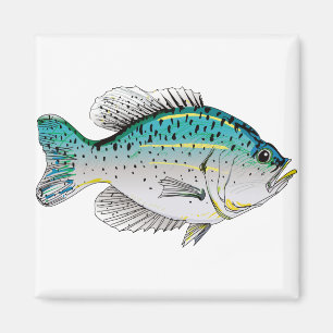 Aimant Crappie