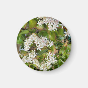 Aimant Crassula ovata