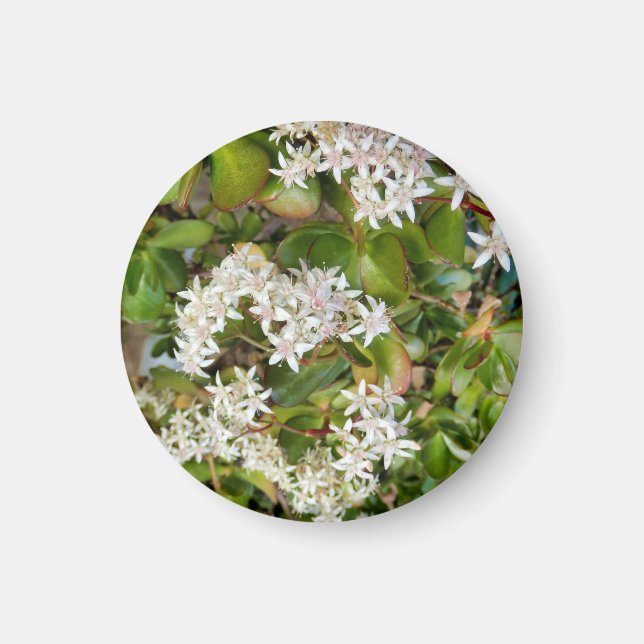 Aimant Crassula ovata (Devant)