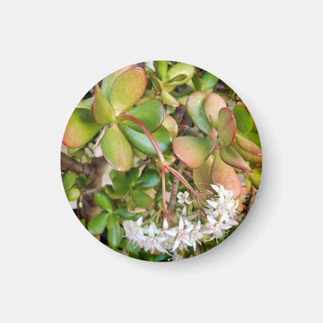 Aimant Crassula ovata (Devant)