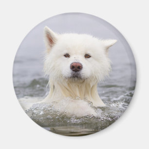 Aimant CRB - Ours polaire