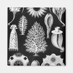 Aimant Crème d'éponge de mer sur le noir