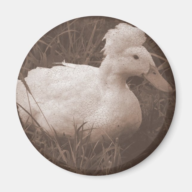 Aimant Crestie the Crested Duck (Devant)