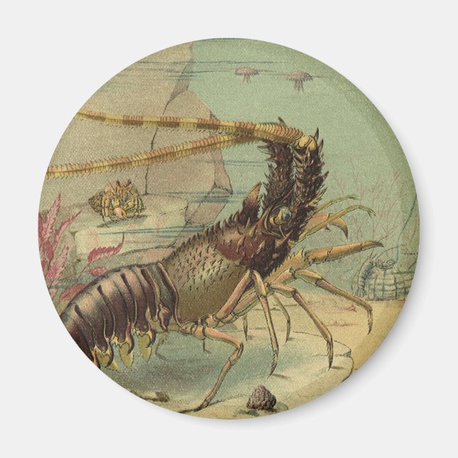 Aimant Crevettes, Vie sous-marine, Animaux de l'océan vin (Devant)