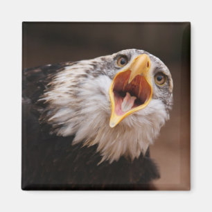 Aimant criard d'Eagle