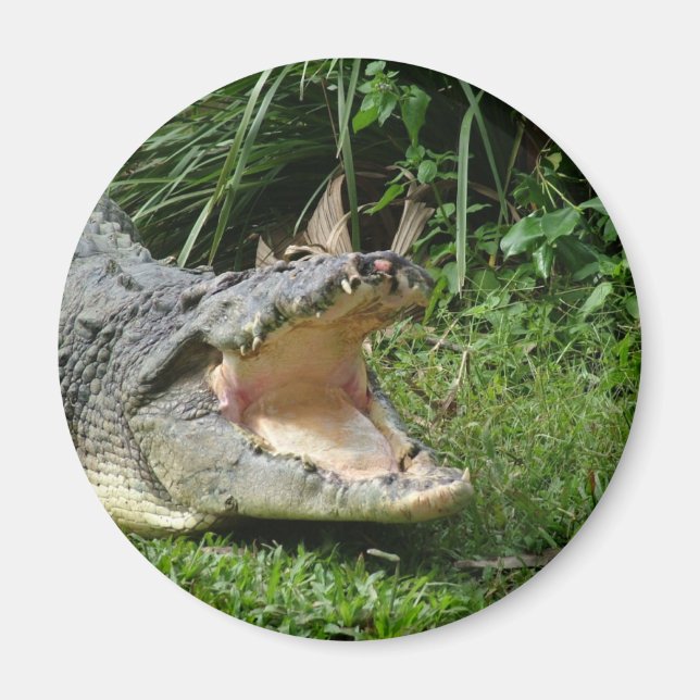 Aimant Crocodile (Devant)