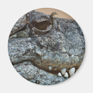 Aimant Crocodile