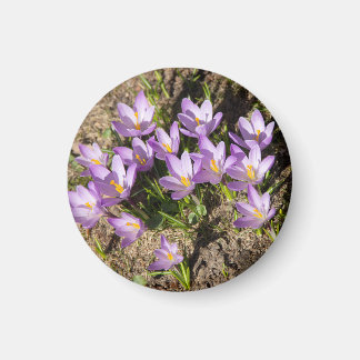 Aimant Crocus de printemps mignons