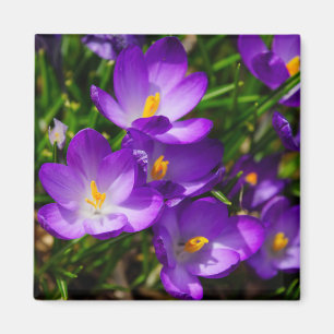 Aimant Crocus Lilac