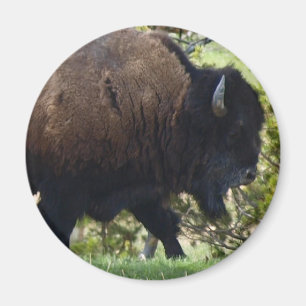 Aimant Croisement de bison