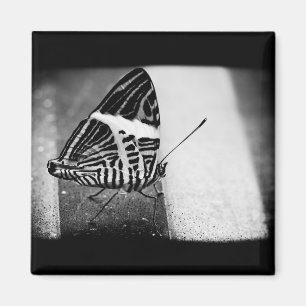 Aimant croisement de papillon