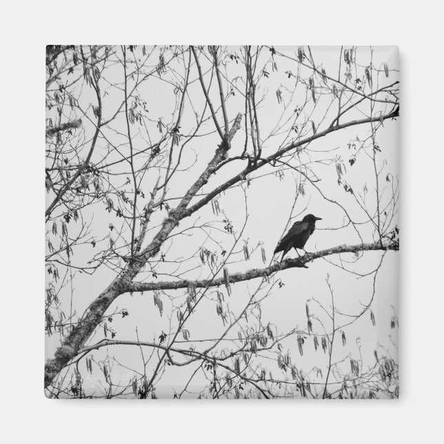 Aimant Crow dans un Birch Tree (Devant)