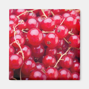 Aimant Curateur rouge
