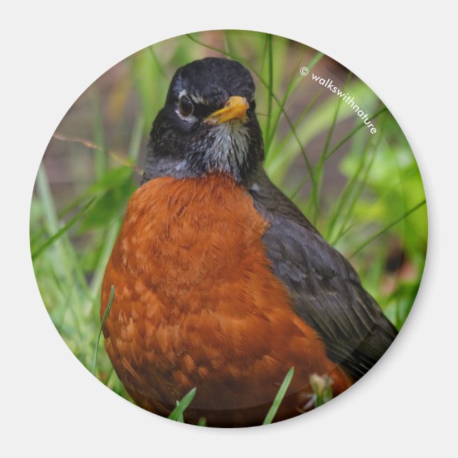 Aimant Curieux oiseau-chanteur américain Robin dans l'her (Devant)