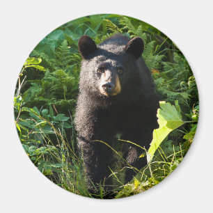 Aimant Curieux ours noir