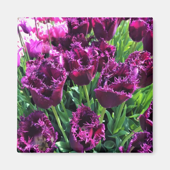 Aimant Curly Sue Purple Tulips, Oregon (Devant)