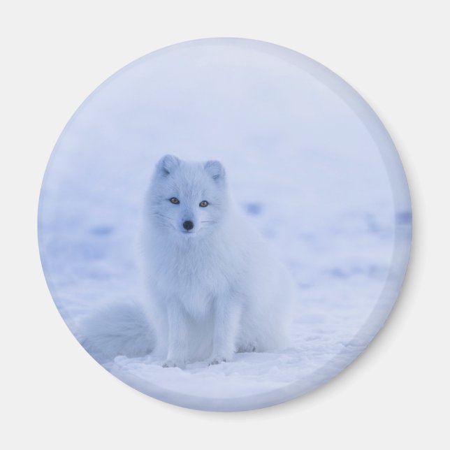 Aimant Cute Arctic Fox sur Snowy Winter Arrière - plan (Devant)
