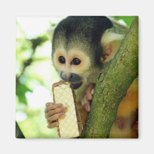 Aimant Cute Baby Squerrl Monkey Eating a Wafer Biscuit