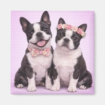 Cute Boston Terrier Couple Valentine Illustration 