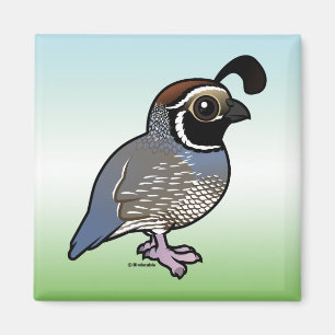 Aimant Cute California Quail