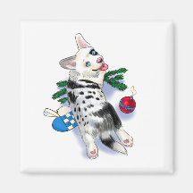 Cute Corgi bleu merle