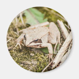 Aimant Cute Frog Nature Bois Animaux