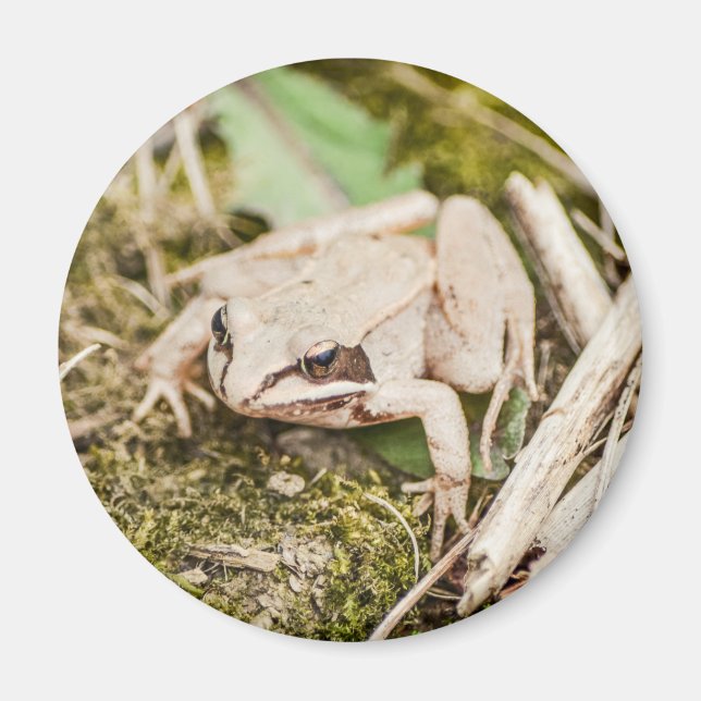 Aimant Cute Frog Nature Bois Animaux (Devant)