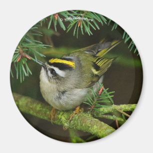 Aimant Cute Kinglet Songbird Causes Stir in the Fir
