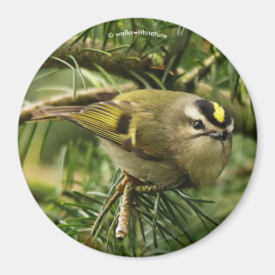 Aimant Cute Kinglet Songbird Causes Stir in the Fir