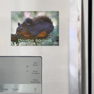 Aimant Cute Little Douglas Squirrel Photo Faune