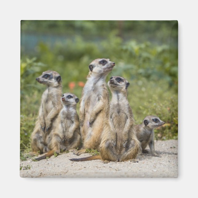 Aimant Cute Meerkats (Devant)