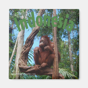 Aimant Cute Orangutan dans la forêt tropicale