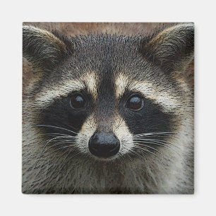 Aimant Cute Raccoon Photo Face