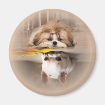 Cute shih tzu et chihuahua